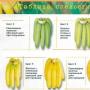 Удивительная польза банана для нашего здоровья!